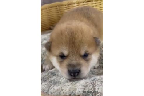 成約済の静岡県の柴犬-208190